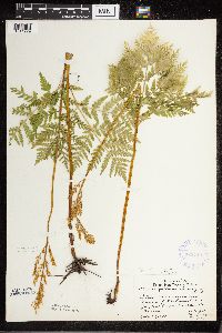 Image Associated With the Occurrence