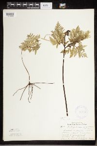 thumbnail image of current specimen