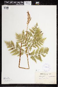 Image Associated With the Occurrence