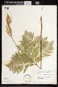 Thumbnail image of current specimen