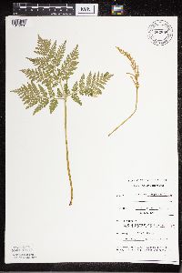 thumbnail image of current specimen