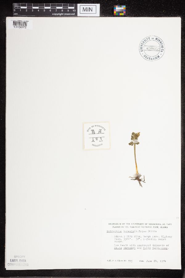 Botrychium boreale image