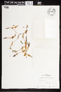 Botrychium boreale image