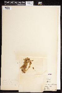 Botrychium boreale image