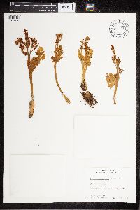 Botrychium boreale image