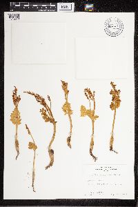 Botrychium boreale image