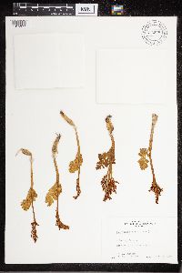Botrychium boreale image