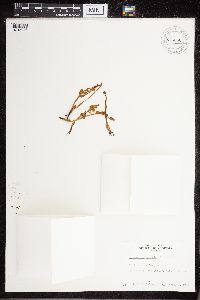 Botrychium boreale image