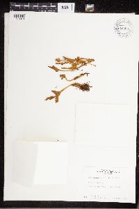 Botrychium boreale image