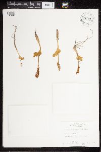 Botrychium boreale image