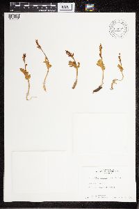 Botrychium boreale image