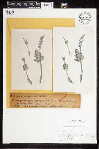 Botrychium boreale image