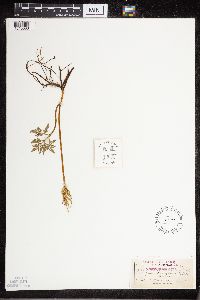 Sceptridium dissectum image
