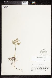 Sceptridium dissectum image