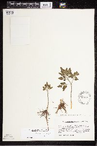 Sceptridium dissectum image