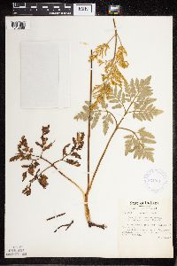 Sceptridium dissectum image