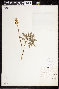 Sceptridium dissectum image