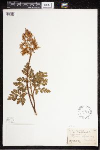 Sceptridium dissectum image