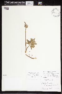 Sceptridium dissectum image