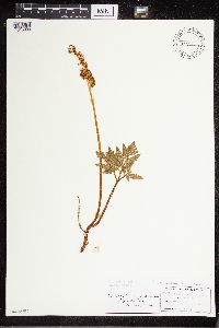 Sceptridium dissectum image