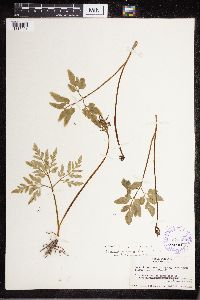 Sceptridium dissectum image
