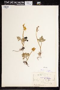 Sceptridium dissectum image