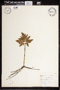 Sceptridium dissectum image