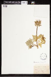 Sceptridium dissectum image
