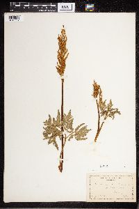 Sceptridium dissectum image