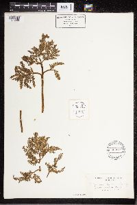 Sceptridium dissectum image