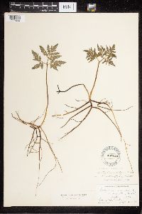 Sceptridium dissectum image