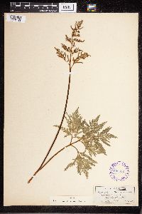 Sceptridium dissectum image
