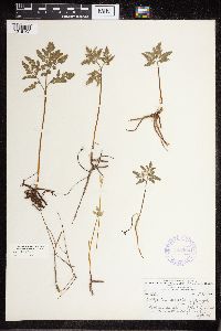 Sceptridium dissectum image