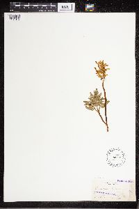 Sceptridium dissectum image