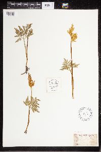 Sceptridium dissectum image