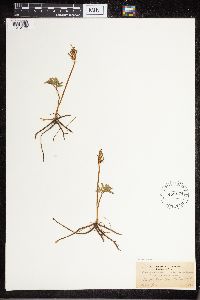 Sceptridium dissectum image