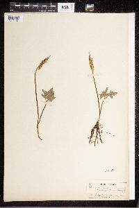 Sceptridium dissectum image