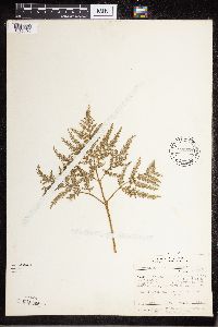 Sceptridium dissectum image