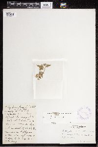 thumbnail image of current specimen