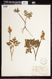 Sceptridium dissectum image