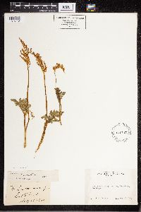 Sceptridium dissectum image