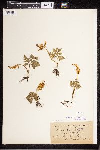 Sceptridium dissectum image