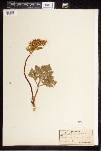 Sceptridium dissectum image