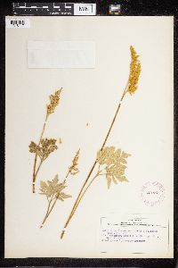 Sceptridium dissectum image