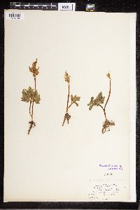 Sceptridium dissectum image