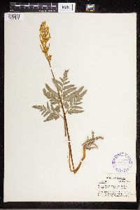 Sceptridium dissectum image