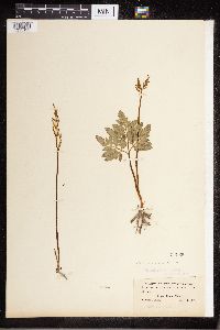 Sceptridium dissectum image