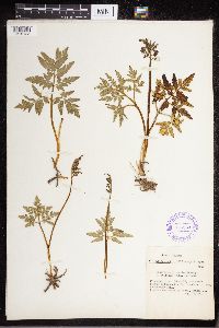 Sceptridium dissectum image