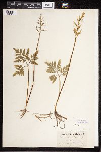 Sceptridium dissectum image