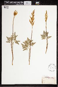 Sceptridium dissectum image